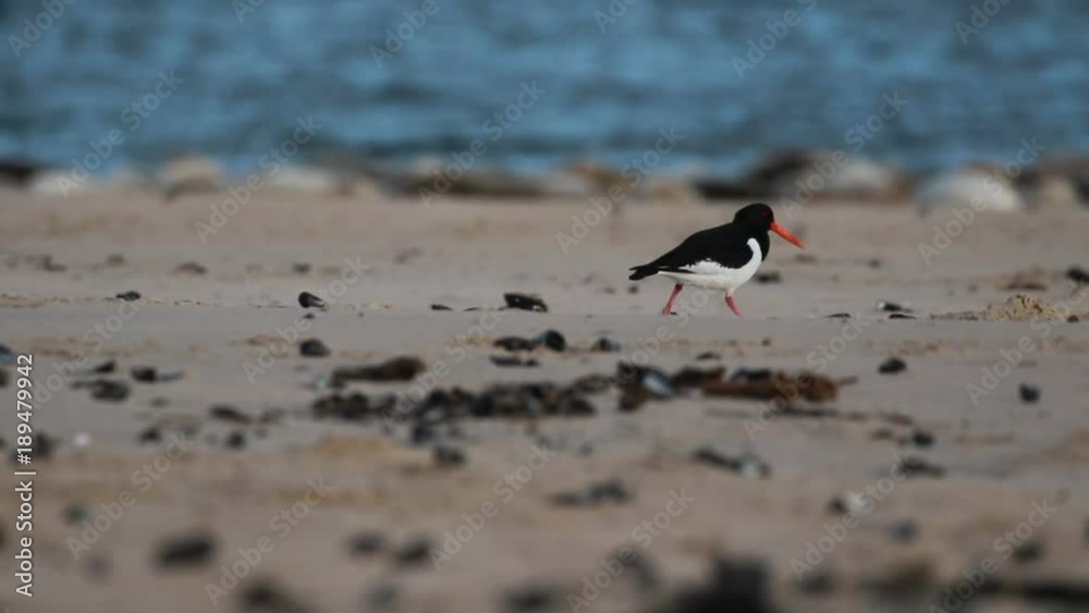 oystercatcher walking along beach, coastline in winter in front of seals in scotland, morayshire during a sunny day in january