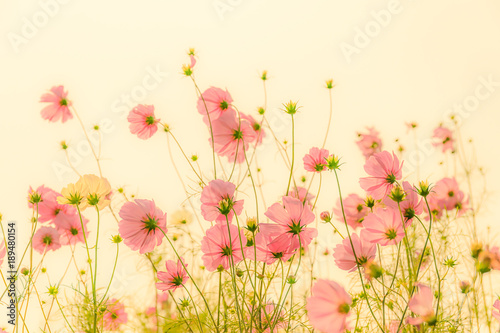 Blooming pink cosmos flowers © Singha songsak
