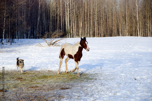 Fototapeta Naklejka Na Ścianę i Meble -  horses walk in the winter