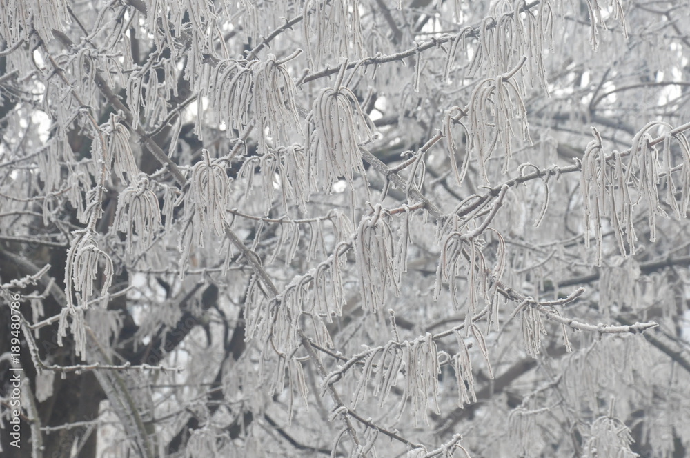 Fototapeta premium Trees in ice