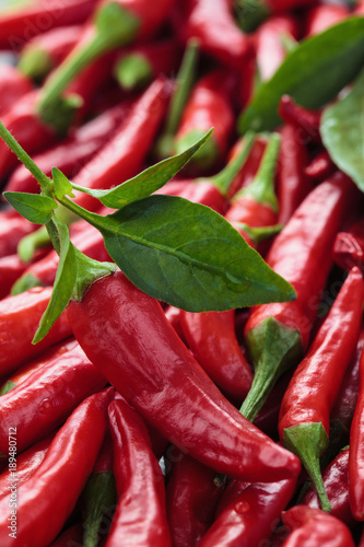 Background of ripe red chili peppers with leaves.