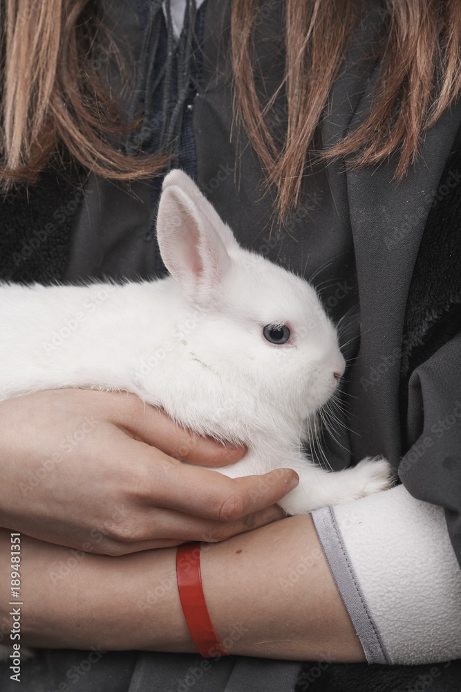 Obraz premium A white rabbit in a girl's arms