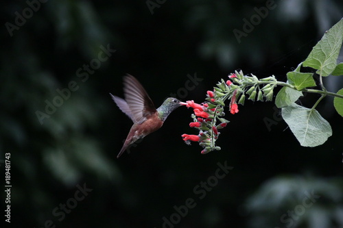 Colibrì