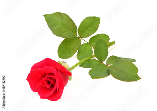 Fototapeta Naklejka Na Ścianę i Meble -  red rose flower isolated on white background