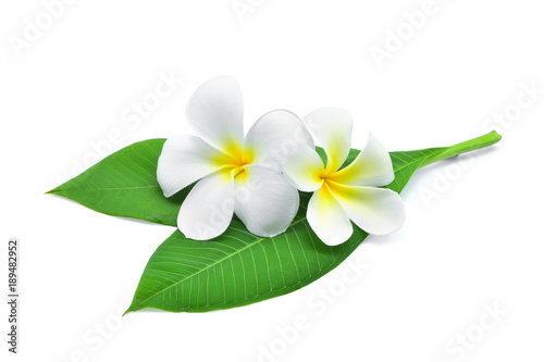 frangipani or plumeria , tropical flowers with green leaves isolated on white background photo