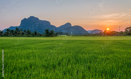 Green rice field and mountains behind during beautiful sky and light in sunset time.