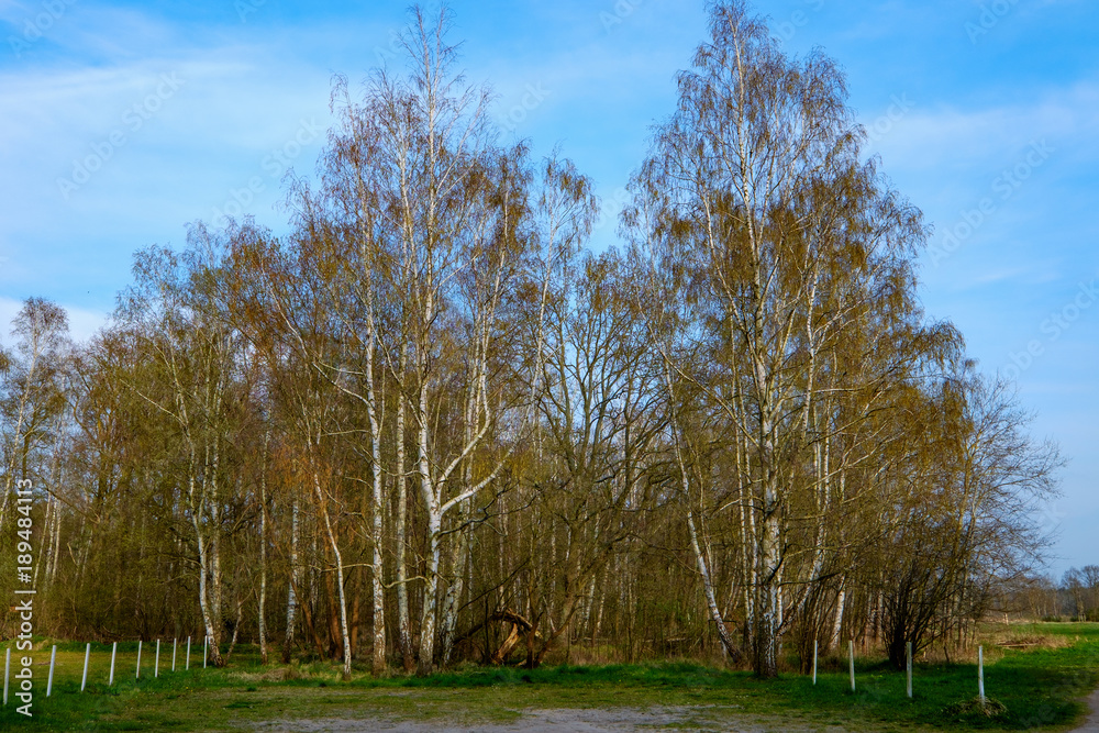 Obraz premium Birken auf dem Darß