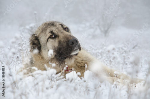 Sivas Kangal dog lying in snow.