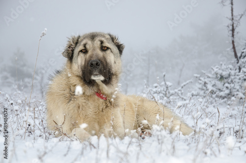 Sivas Kangal dog lying in snow.