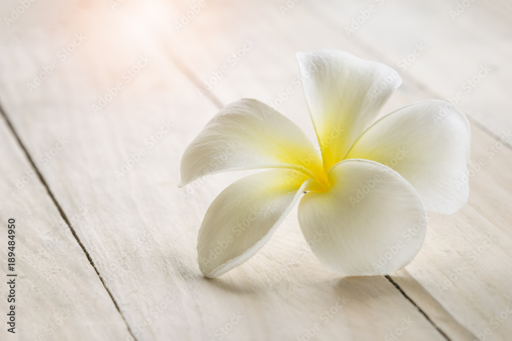 white plumeria with light flare warm light in the morningon spa wooden table background.