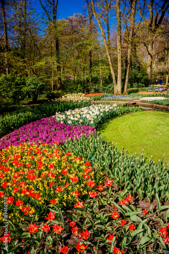 spring landscape. landscape with flowers on a meadow