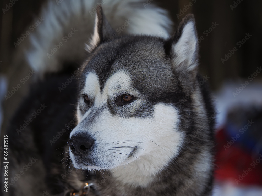 a dog malamute in the forest. winter