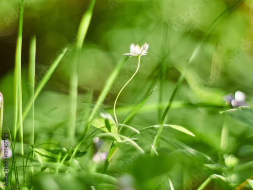 Trientalis in the forest photo