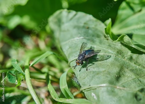 a fly on a leaf in the forest