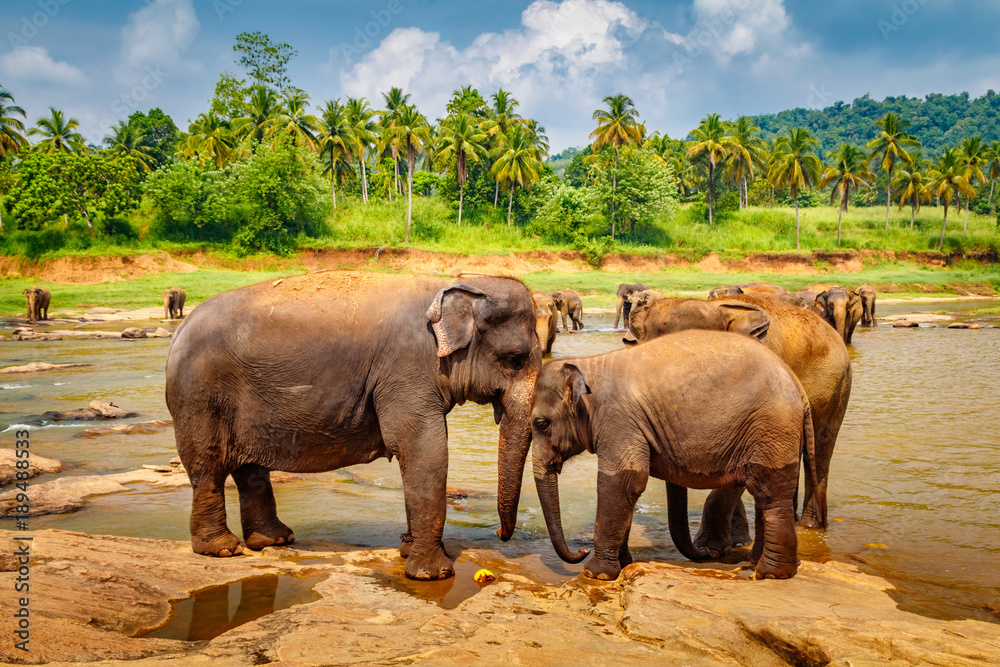 Pinnawala Elephant Orphanage. Many elephants bathing in the river, Sri Lanka