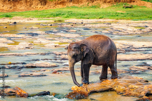 Photography Pinnawala Elephant Orphanage