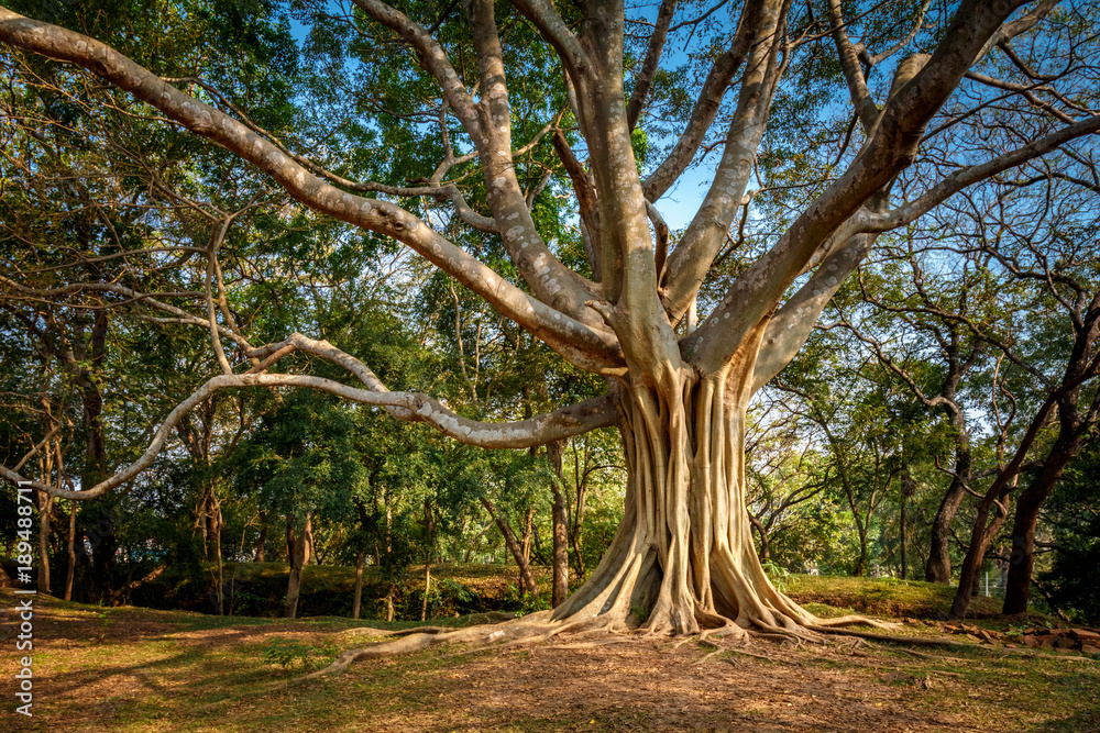 Ficus benjamina - tree with long branches in polonnaruwa, Sri Lanka