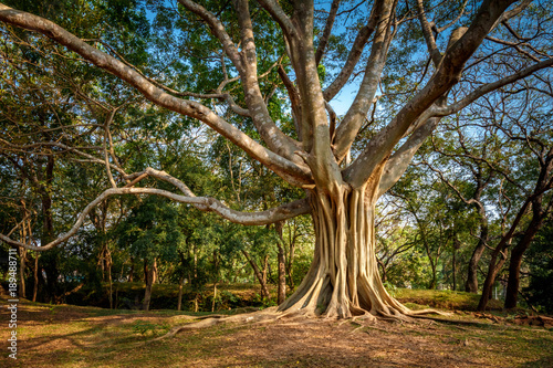 Obraz na płótnie Ficus benjamina - tree with long branches in polonnaruwa, Sri Lanka w salonie