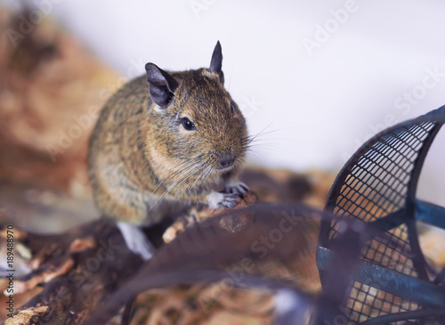 degu in a cage photo