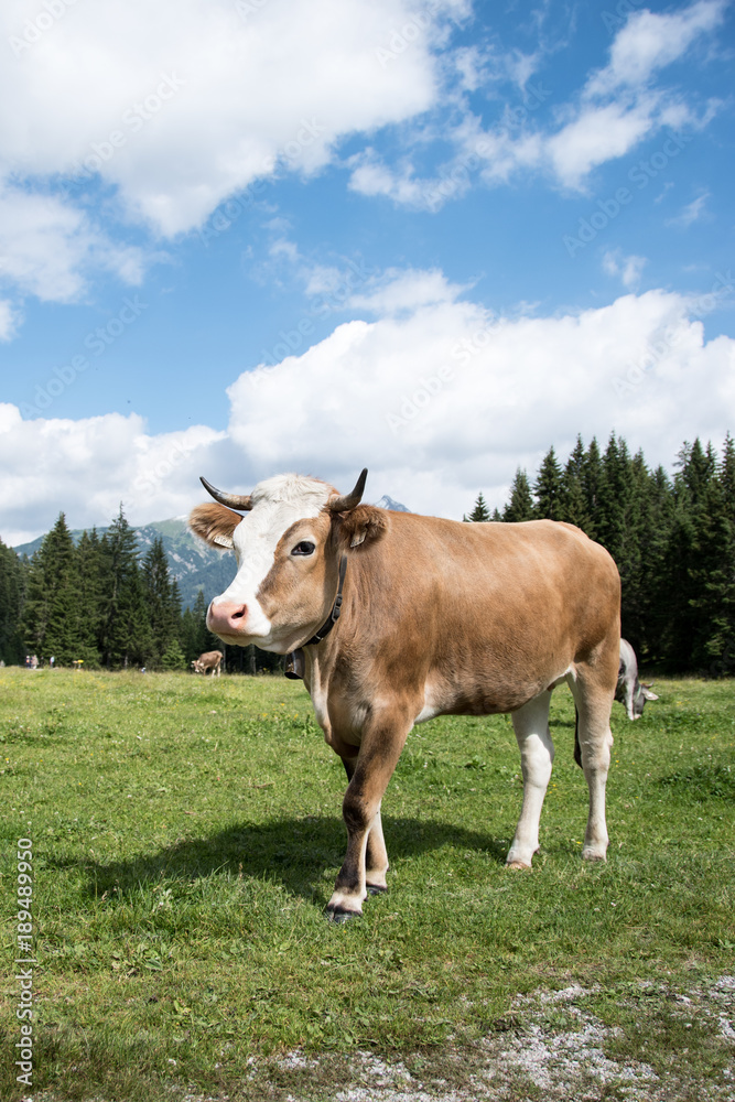 Kuh auf Almwiese