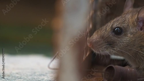 rat in a cage catching a rat. the mouse has contagion the disease to humans such as Leptospirosis, Plague. Homes and dwellings should not have mice. concept of Sanitation and Health.