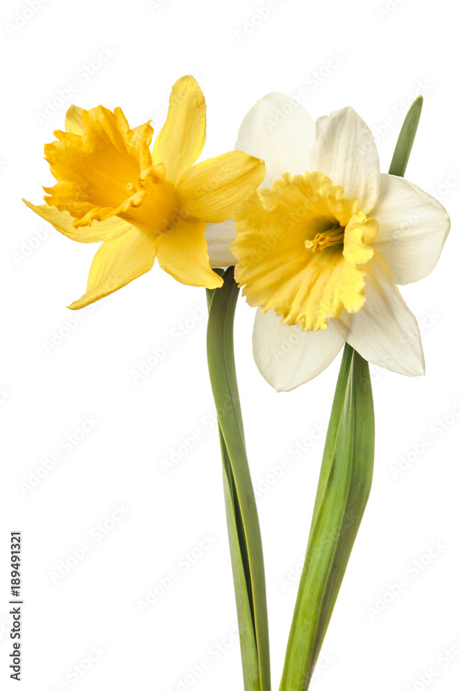 Pair of narcissus flower isolated on a white background Pair of narcissus flower isolated on a white background