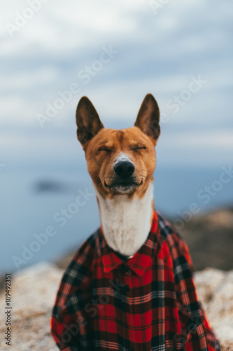 Cute and adorable little puppy wears official business outfit shirt, buttoned up to top. Looks serious and sleepy, concept funny animals © BublikHaus