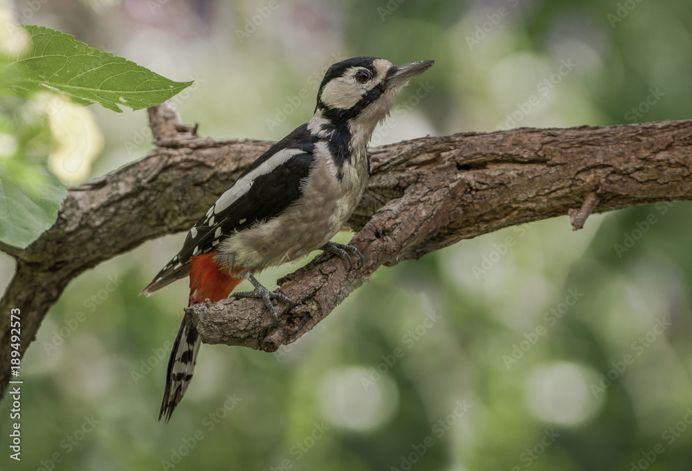 Obraz premium Buntspecht