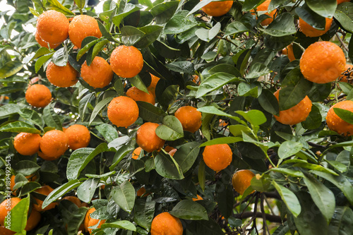 Tangerines on a tree branch