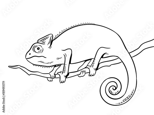 Chameleon animal coloring book vector illustration © Oleksandr Pokusai