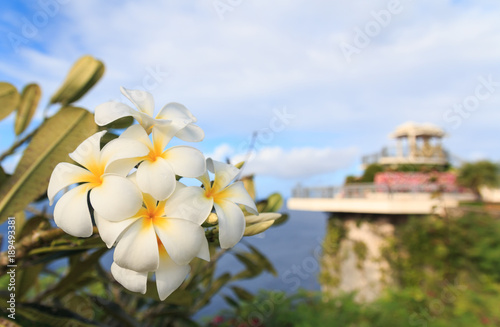 Yellow Plumeria blooming at Two Lovers Point photo