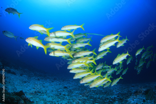 School of fish: Yellowfin Goatfish