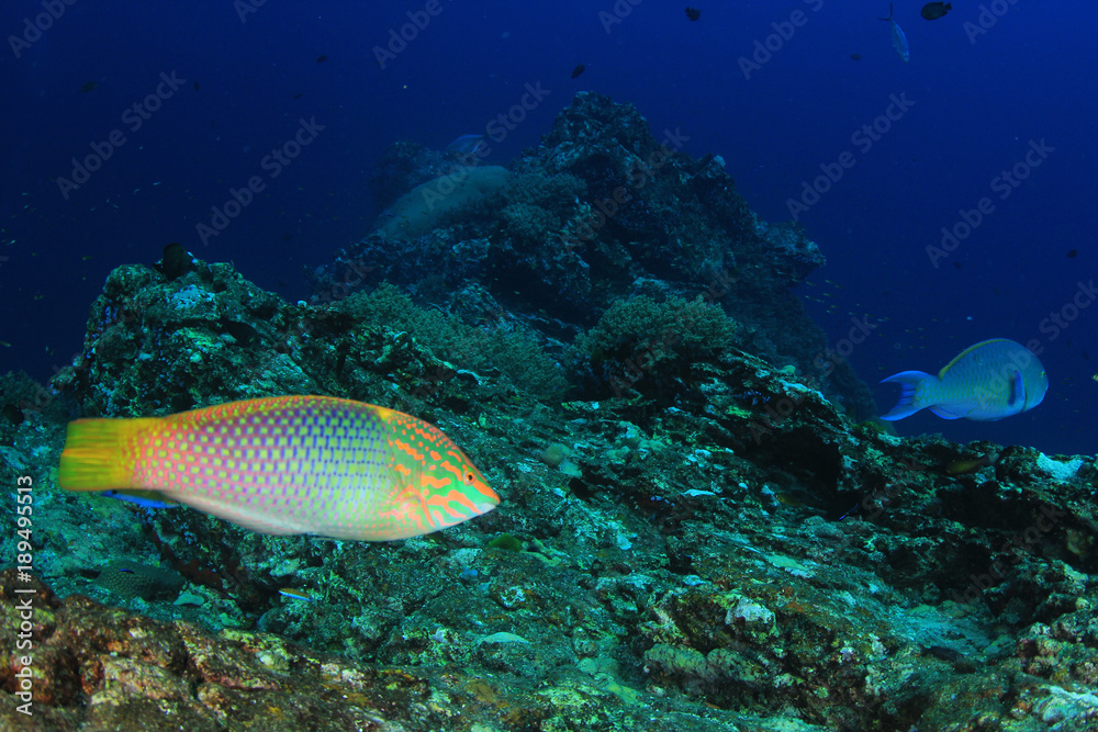Fish on underwater coral reef Fish on underwater coral reef