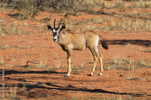 Fototapeta Naklejka Na Ścianę i Meble -  A Gemsbok (Oryx gazella)