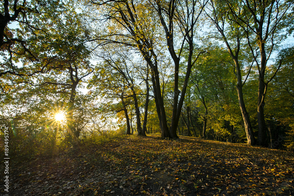 Fototapeta premium Autumn scene of colorful forest full of fallen yellow, red, and orange leaves. Changing seasons. Calm and relaxing hike in dark and spooky woods during sunset
