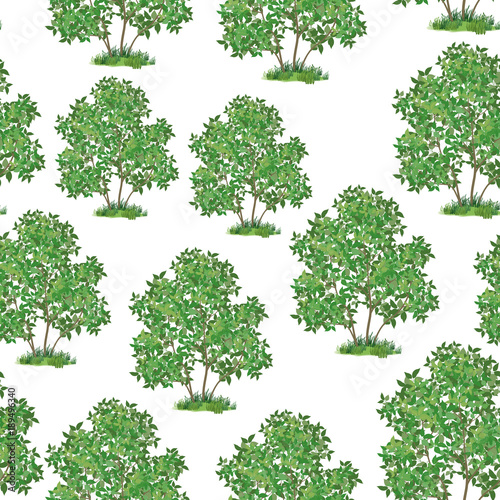 Seamless Pattern  Green Lilac Bush Isolated on Tile White Background. Vector