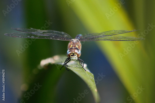 dragonfly resting on a reed