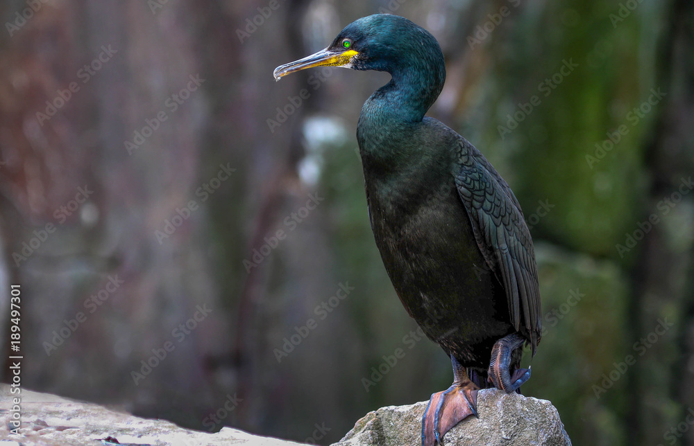 Fototapeta premium shag sat on a rock on farne islands