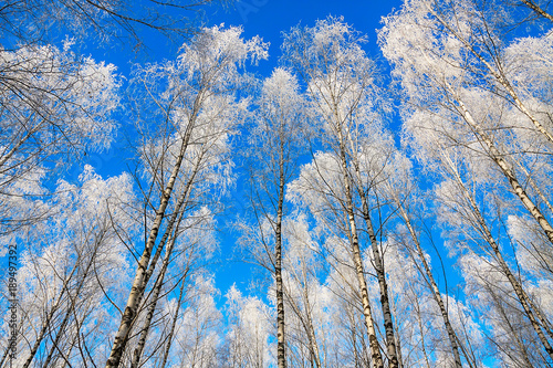 beautiful snowy winter landscape