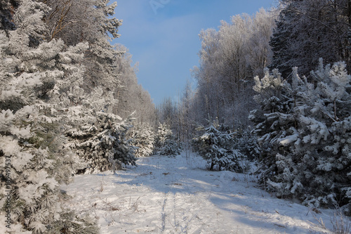 beautiful snowy winter landscape