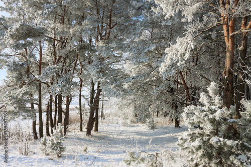 beautiful snowy winter landscape