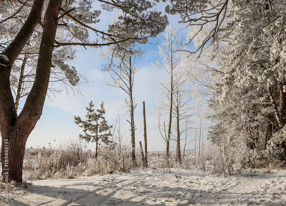 Fototapeta premium beautiful snowy winter landscape