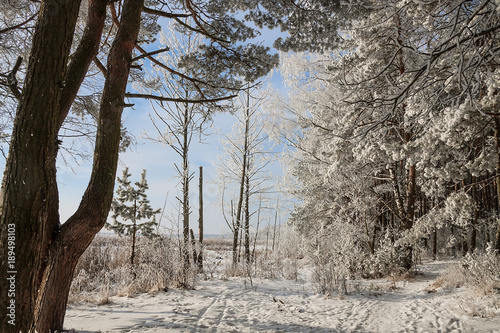 beautiful snowy winter landscape