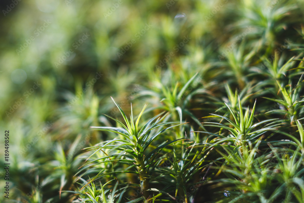 Green moss in mountain forest, close up texture. Green moss in mountain forest, close up texture.