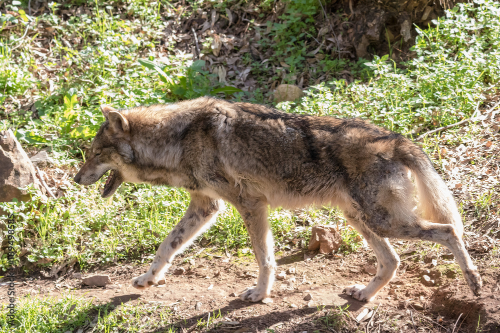 Grey Wolf (Canis lupus) in the nature Grey Wolf (Canis lupus) in the nature