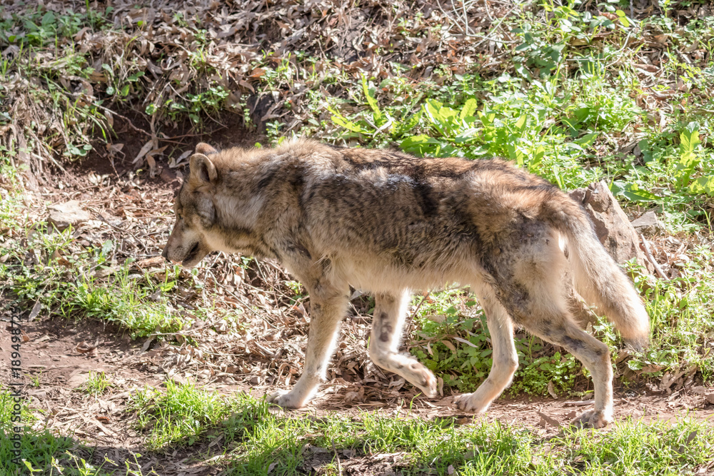 Grey Wolf (Canis lupus) in the nature Grey Wolf (Canis lupus) in the nature