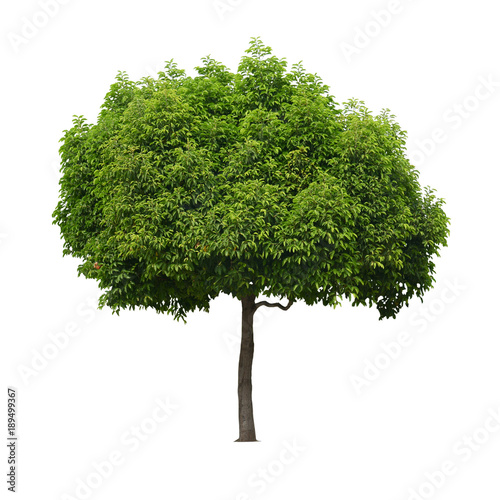 A real tree isolated white background. This is an element object.
