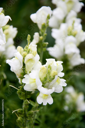 White Snapdragon or Antirrhinum. Close up snap dragon flower in garden as clorful background or card. Snapdragon has been known since antiquity. Lovely Snapdragons Plant flowers at a botanical garden. © Real Moment