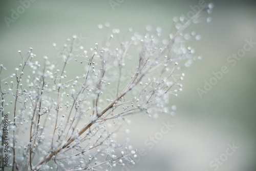 Frozen branch covered with a hoar-frost. Frozen Branch covered with ice and snow after a icy rain. Photographed close-up in winter on blurred background. Beautiful frozen bush branch. Frosty january.