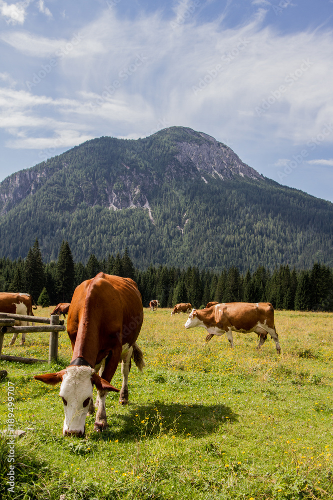 La mucca e la montagna